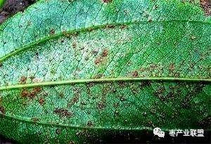 枣锈病有哪些症状和特点，简述枣锈病的主要症状和防治措施（枣园出现锈病该咋办）