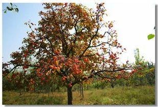 1米塔柏树苗价格多少钱一棵，1米高塔柏价格（这5类苗正在涨价）