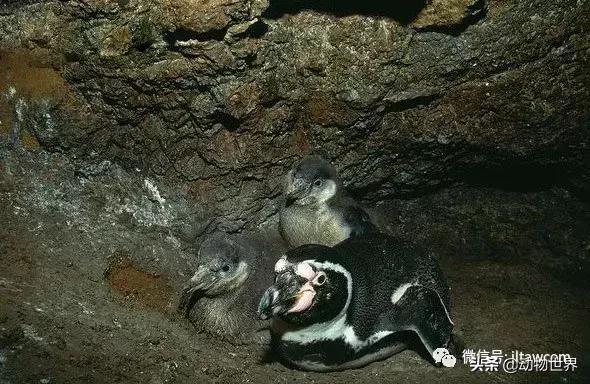 企鹅都有哪几种分别生活在哪里呢，企鹅都有哪些（详解世界上的18种企鹅<一>）