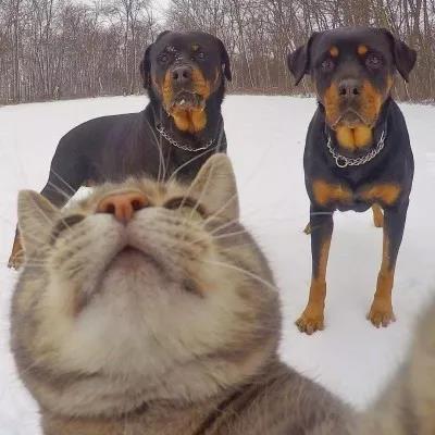 植物大战僵尸头像，植物大战僵尸6人团头微信（在吗？组队换头像啦）