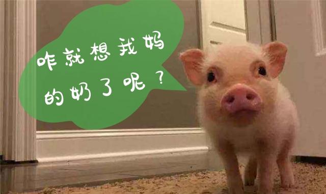 猪奶部位的肉可以吃吗，猪乳肉可以吃吗（能喝吗？你们要的猪奶来了）