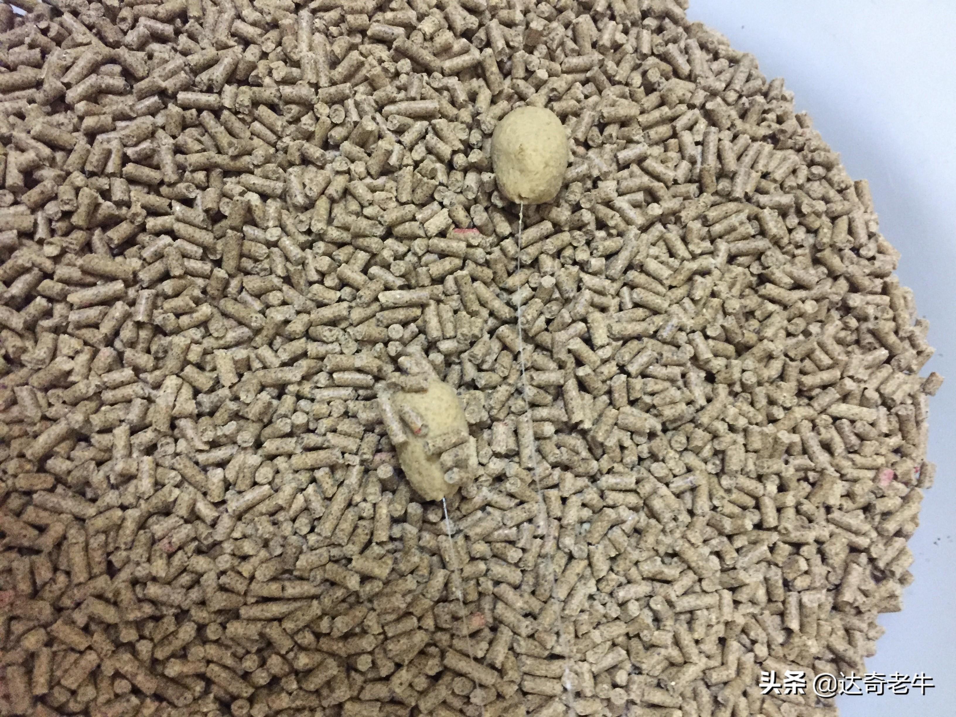 调配鱼饵增强粘性技巧：钓鱼蘸饵粘粉的正确使用方法与比例指南