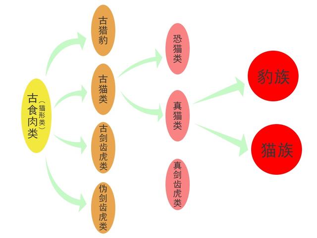 美洲豹是花豹的一种吗，辟谣：猎豹、美洲豹都不是豹