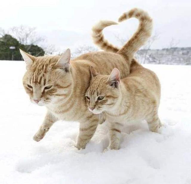 怎么分辨公猫和母猫，如何辨别猫的公母（只有亲身经历了才知道）