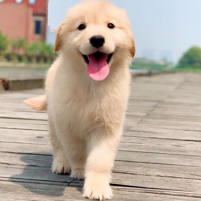 金毛幼犬喂养小常识,金毛一般买公的还是母的(如何喂养金毛幼犬)