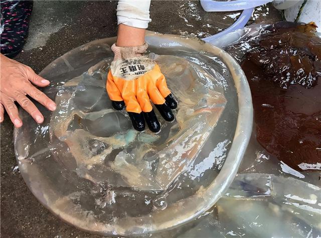 水母和海蜇头是什么关系，水母和海蜇头是什么关系图片（我们平时吃的都是海蜇皮和海蜇头）