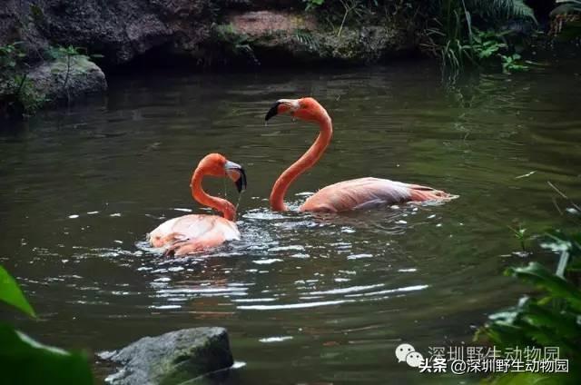 火烈鸟为什么是红色的，火烈鸟为什么是红色（火烈鸟身上的“十万个为什么”）