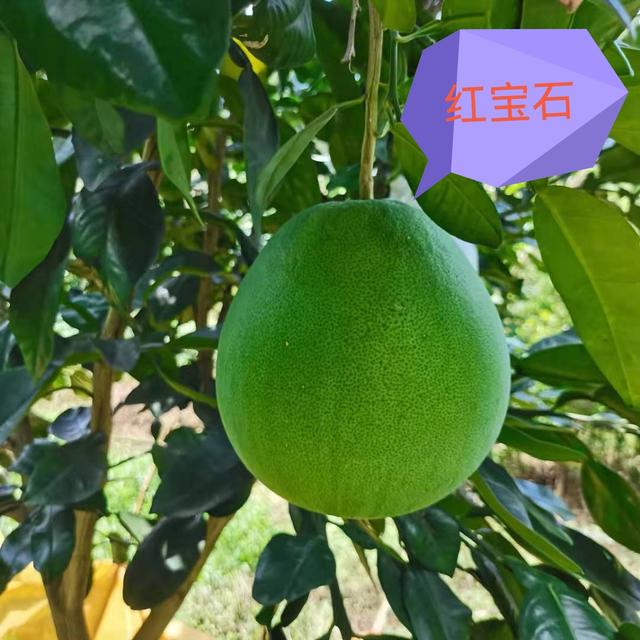 柚子类包括哪些，看果皮怎么区分它们