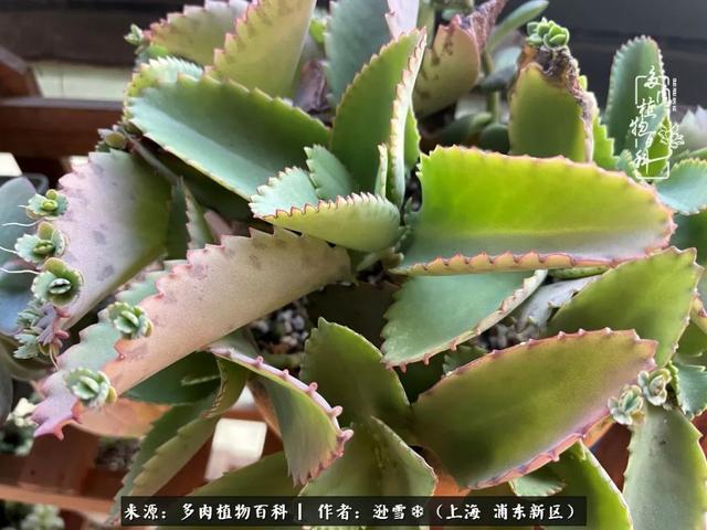 多肉植物图片，感恩相遇，余生相互关照（若绿多肉植物图片）