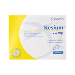 哪些消炎药可以给狗吃，可以给狗吃的消炎药有哪些（一些宠物常见的消炎药）