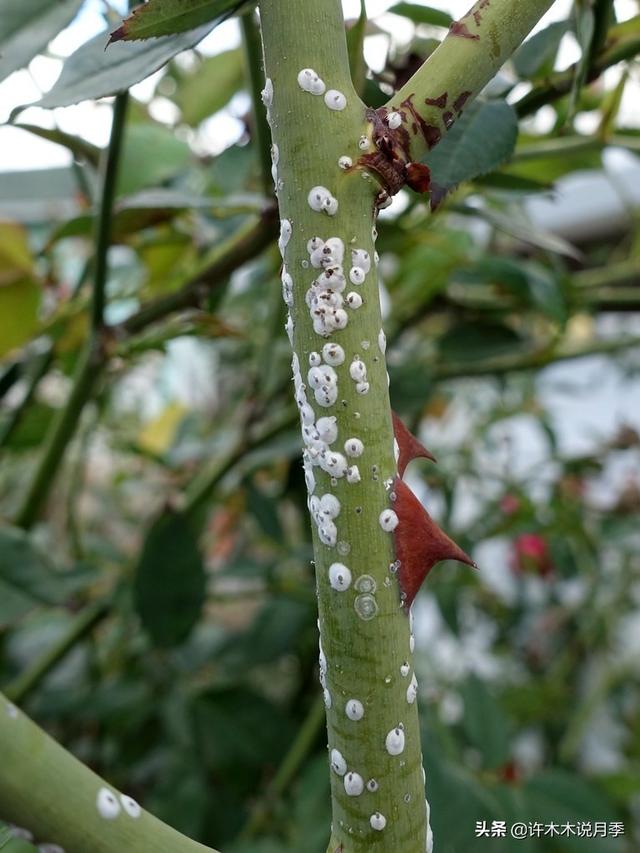 月季常见病虫害及防治方法，月季的病虫害防治（十二种月季常见病害防治教程）