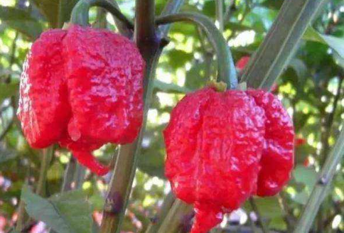 世界上最辣的辣椒辣度排行榜，朝天椒垫底，魔鬼辣椒仅排第二