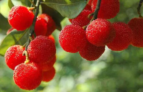 煮酒论英雄煮的是什么酒，煮酒论英雄的酒是什么酒（煮酒论英雄煮的是青梅还是杨梅）