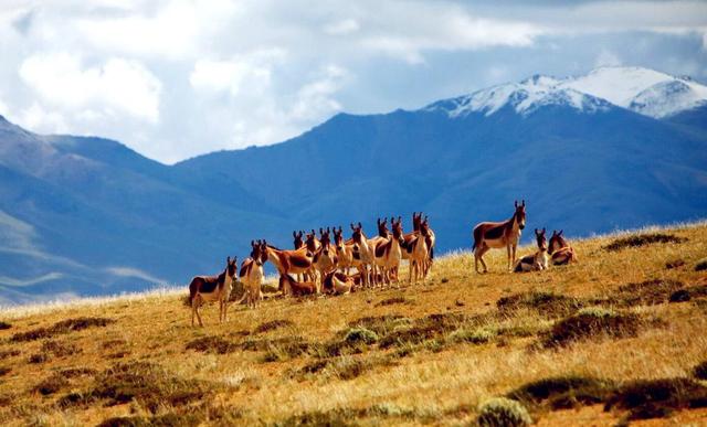 可可西里在哪里，可可西里在哪里属于哪个省（人世间最后的原始乐园——可可西里）