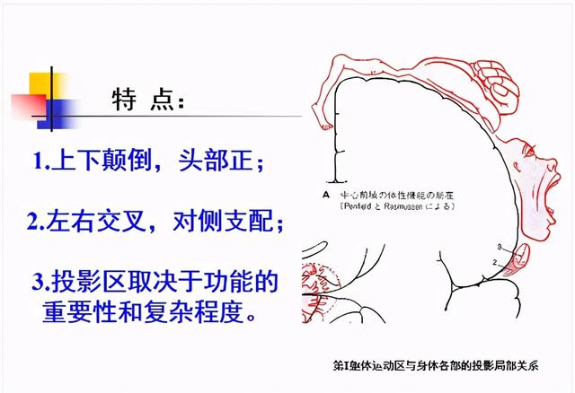 大脑杏仁体解剖图，高清大脑解剖图谱