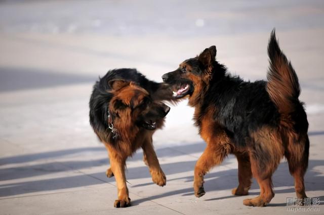 为什么德牧不能打，德牧犬训练方法与技巧（细数德牧被禁的四大原因）