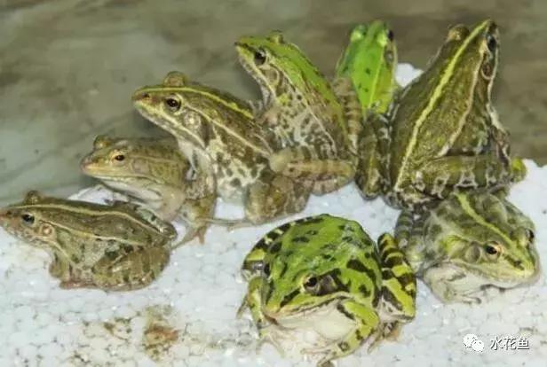 用什么农药药鱼，用什么农药药鱼最厉害（常用鱼药的优缺点与药用量及品种禁忌）