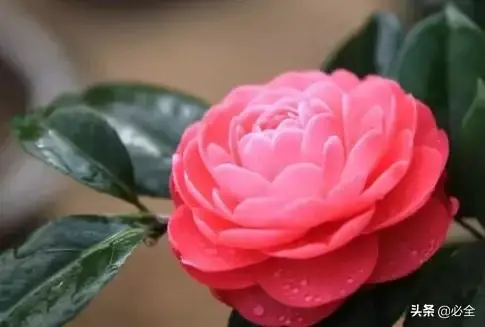 茶花盆栽怎么养殖，茶花盆栽怎么养殖和繁殖（盆栽茶花的六个小技巧）
