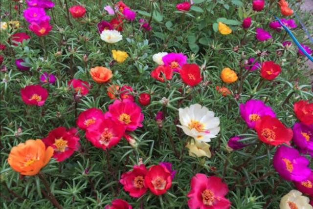 太陽花幾月份開花(9月養太陽花)