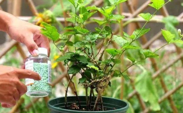 茉莉的养殖方法和注意事项，双色茉莉的养殖方法和注意事项（生长期做好这几点）