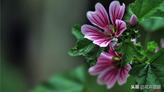 蜀葵花的花语和寓意，蜀葵花的花语和寓意图片（蜀葵—这种花语是“梦”的常见花卉）