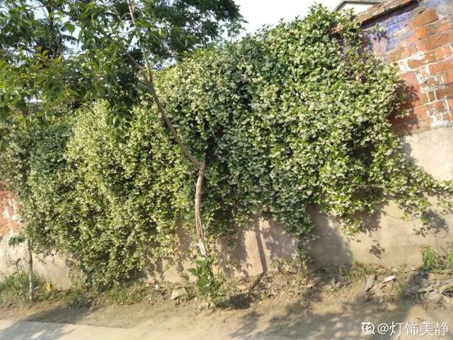 类似爬山虎的植物有哪些，除了爬山虎还有什么植物（7种超强繁育能力爬墙花）