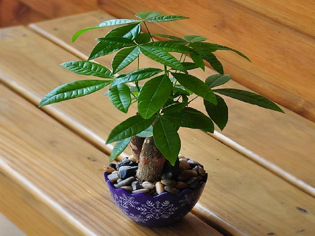 办公桌上放什么风水植物招财,办公桌摆放什么植物风水好(桌上就摆放这