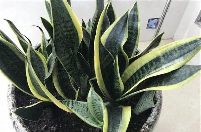 为什么百岁兰的叶片长命百岁,百岁兰的叶子真的可以存活100年之久吗