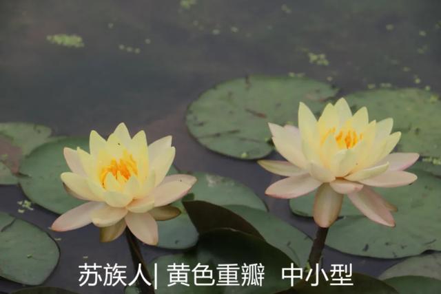 海尔芙拉的花期，海尔芙拉花苞（最能代表夏天的植物——碗莲、睡莲）