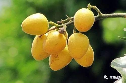 榴莲成熟的季节是几月，榴莲季节是哪几个月（夏季到冬季的水果成熟表来了）