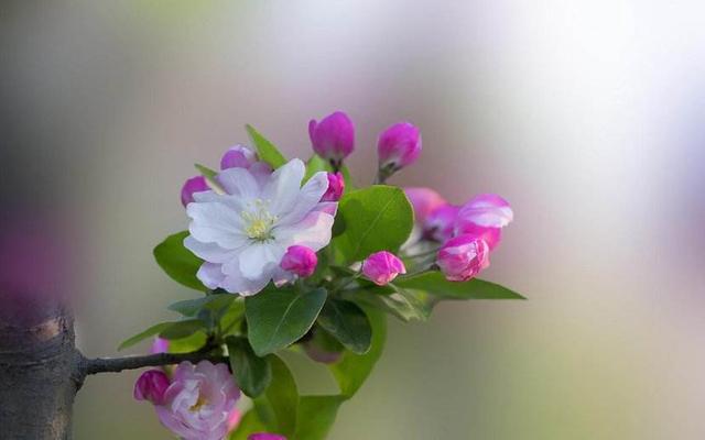 紫色仙客来花语和寓意，仙客来花语及象征（她们的花语你知道几个）