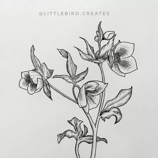 怎样用中性笔画玫瑰花好看，中性笔画花卉图片（一篇用针管笔画的植物花卉）