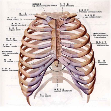 正常成人肋骨共有12对,左右对称,连接胸椎和胸骨而组成胸廓,对肺脏
