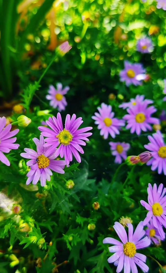 花头像图片大全，好看的花儿头像微信（相遇的瞬间）