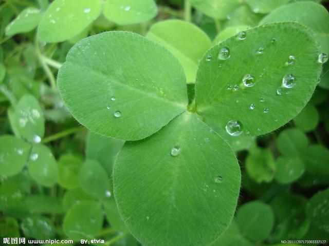 三葉草是苜蓿草嗎,三葉草就是苜蓿草嗎(國花系列8——愛爾蘭國花)