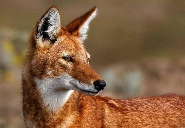 呼伦贝尔是哪个省，呼伦贝尔属于哪个省（中国哪些地方有狼）