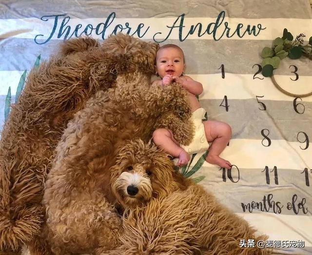 泰迪熊抱抱熊，一出生就有三个巨型“泰迪熊”陪睡（泰迪熊抱抱熊适合结婚送么）