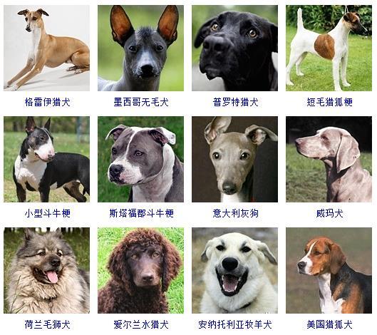 72种名犬图片及名字，72种名犬小型犬（宠物狗品种图片大全）