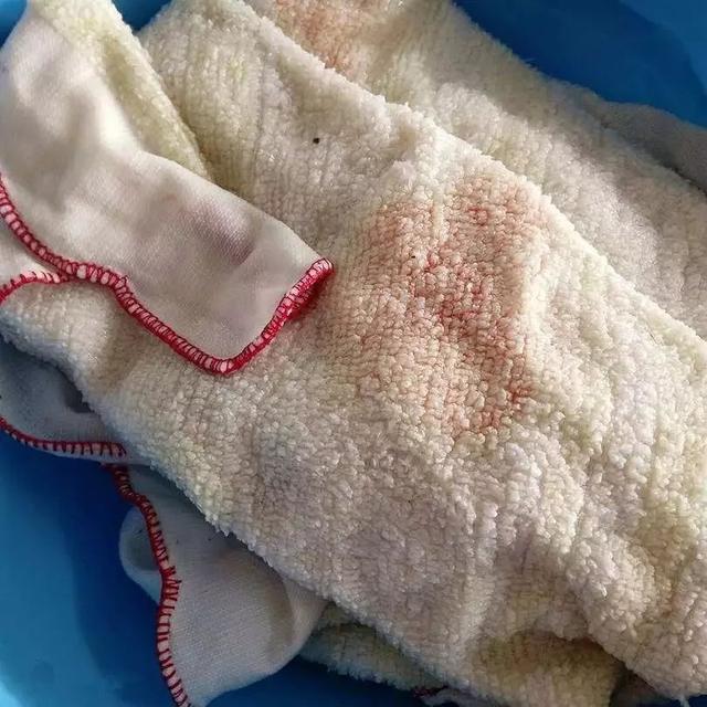 霸王花是火龙果的花吗，昙花、霸王花、火龙果花和令箭荷花的区别（奶奶把一根枝插土里）