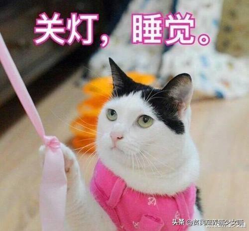 梦见猫是好事还是坏事，女人梦见猫是不吉之兆（从猫咪的梦话里能听出它的梦哦）