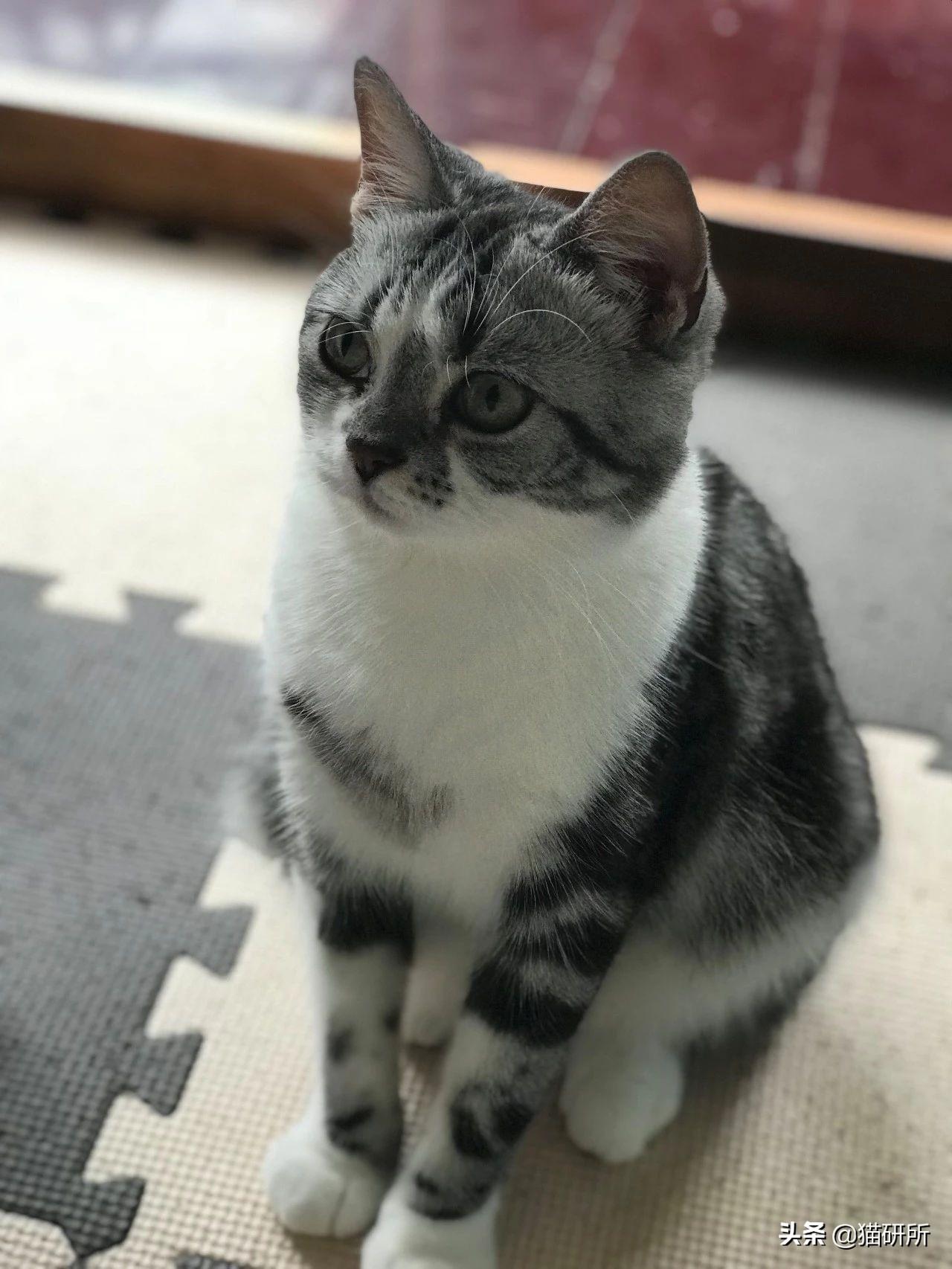 猫正常体温(猫咪发烧摸哪个部位最明显)