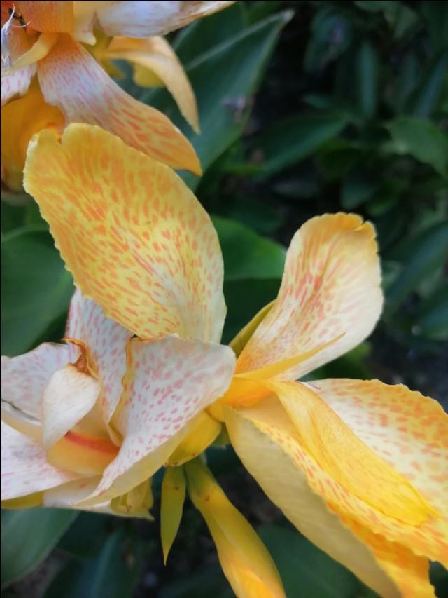 美人蕉花语，美人蕉花语是什么意思（北方地区现在就要注意防寒）