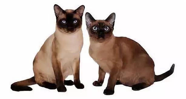 虎斑暹罗猫，银渐层、重点色、虎斑傻傻分不清（海豹虎斑暹罗猫）