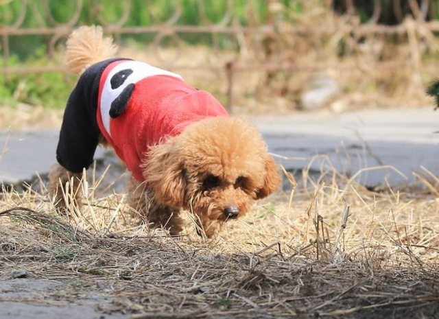 泰迪是什么意思，泰迪摇尾巴是什么意思（现在才知道泰迪犬这几个动作）
