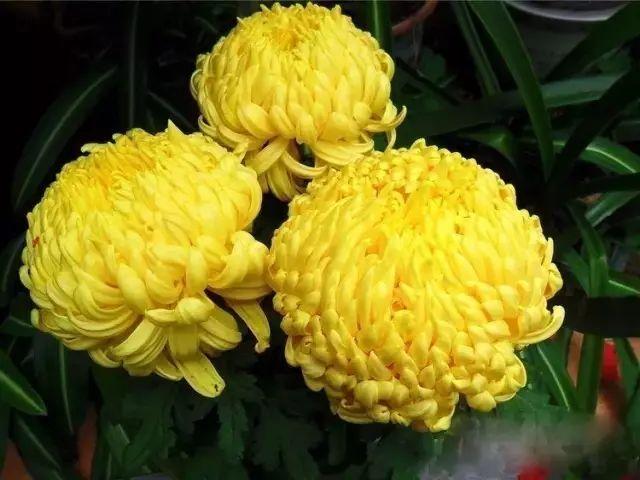 世界最美菊花80种太美了，金秋十月赏菊花——世界最美菊花80种送给您