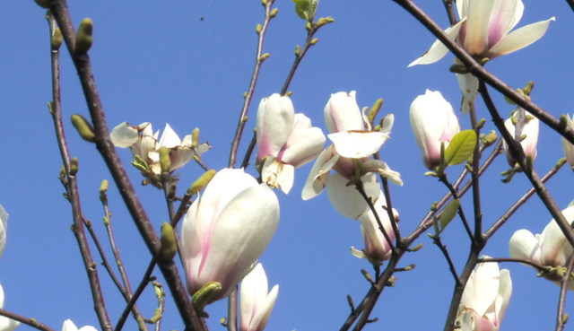 盆栽白玉花怎么养，盆栽白玉兰花的养殖方法（叶片四季常绿、开花讨喜）