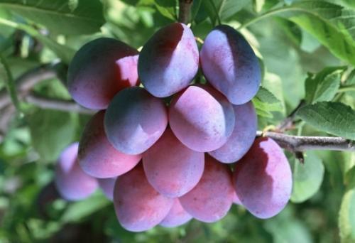 西梅是李子的一个品种吗，西梅和李子是一个品种吗（李子跟西梅有什么区别）