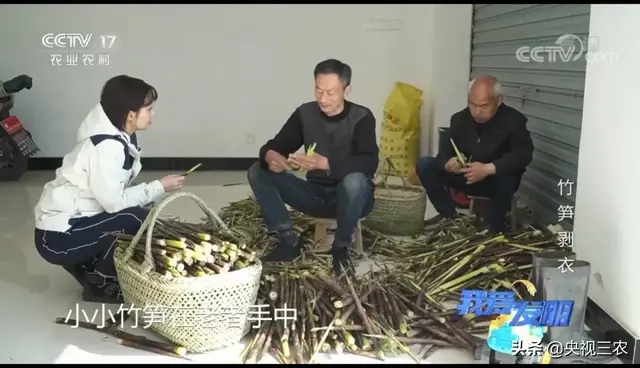 竹笋怎么剥皮，新鲜竹笋怎么剥皮详细图解（有了“王万能”发明的神器）