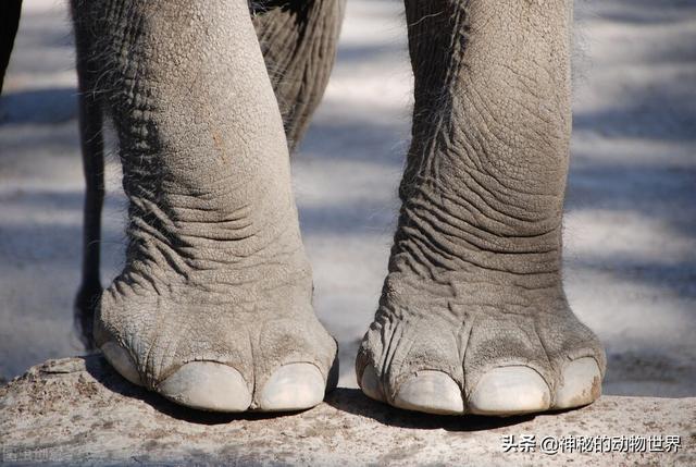 大象的脚印图片大全图片