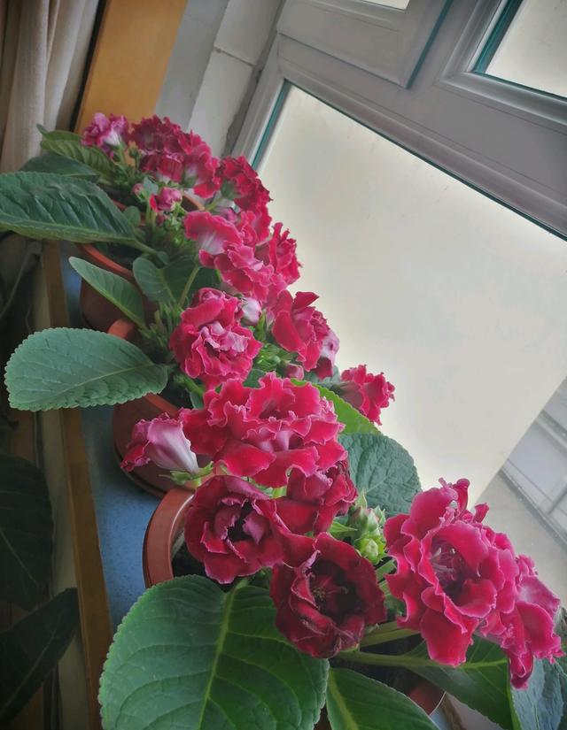 家中养什么花好，室内适合养什么花（9种洋气花）